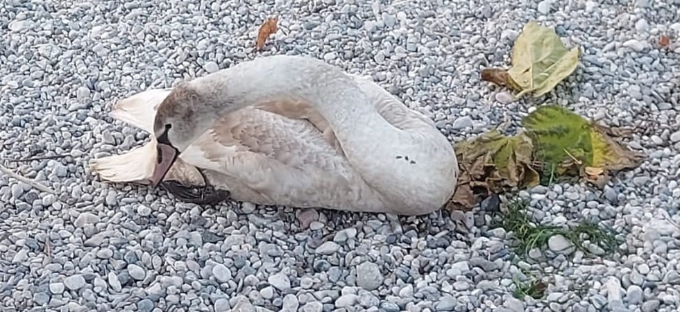 Denutrito e incapace di camminare e volare, da giorni un cigno in difficoltà sul lago di Garda